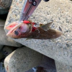 今日は、ジグで！