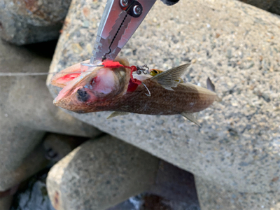 今日は、ジグで！