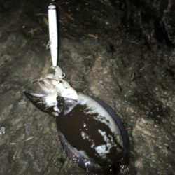 今シーズン初のドラゴンクラス