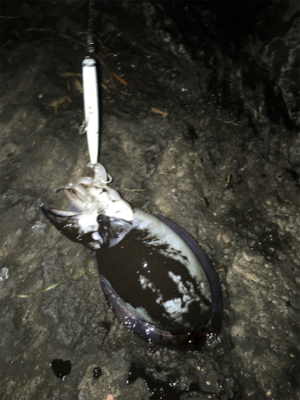 今シーズン初のドラゴンクラス