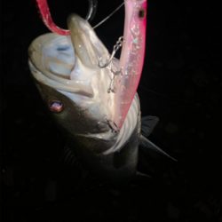 落ち鮎ハイシーズン