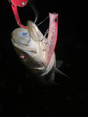 落ち鮎ハイシーズン