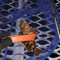 久々の小島養魚場!