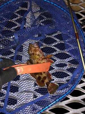 久々の小島養魚場!