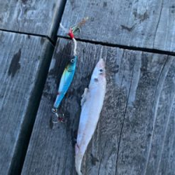 ジグではエソしか釣れん海