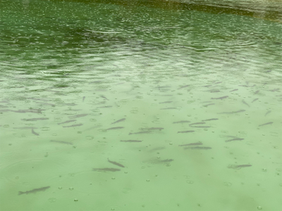 服部緑地　プールトラウト　管釣り