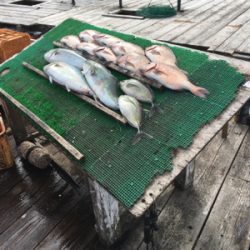 3ヶ月ぶりの釣り