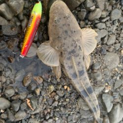 干潮からの朝まづめ釣行