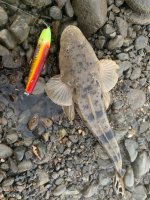 干潮からの朝まづめ釣行