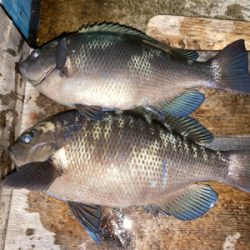 青物御用ならず