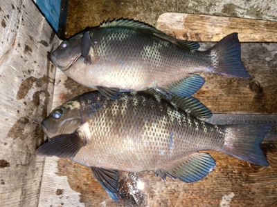 青物御用ならず