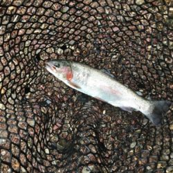 またまたトラウト撃沈