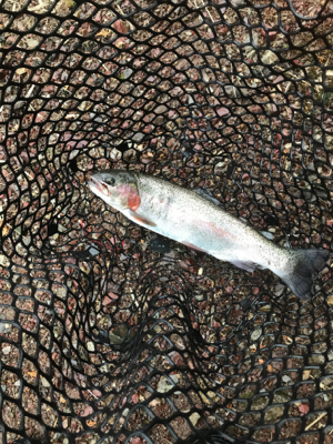 またまたトラウト撃沈