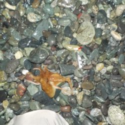 タコたちが元気!