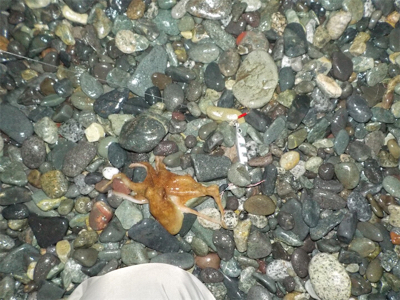 タコたちが元気!