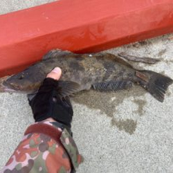 アイナメ数釣り