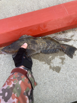 アイナメ数釣り