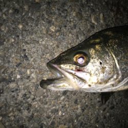 やっときてくれた！