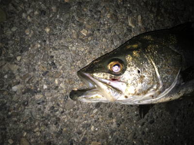 やっときてくれた！