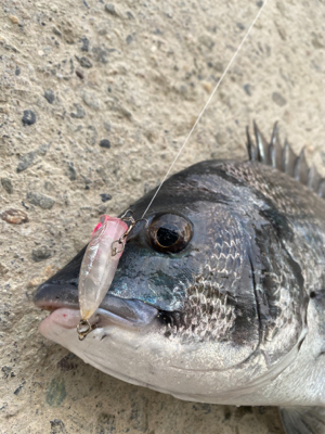 久々にチヌ
