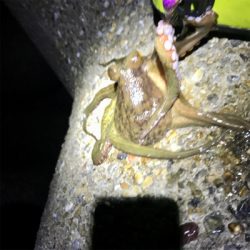 イカ時々タコ＼(^o^)／