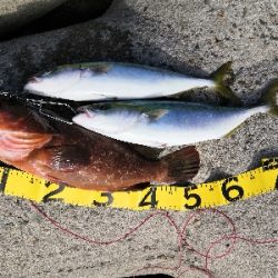 アコウにハマチ