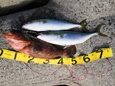 アコウにハマチ