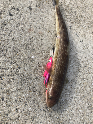 DAISOジグでライトショアジギング