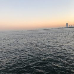 青物パラダイス