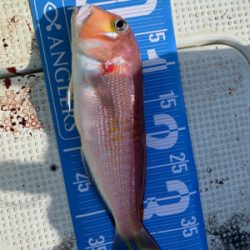 ウミックさんにて、レンタルボートでの釣果