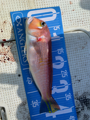 ウミックさんにて、レンタルボートでの釣果