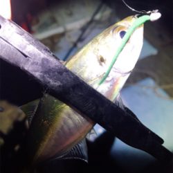 ゲキ渋アジング