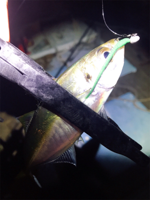 ゲキ渋アジング