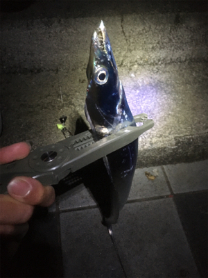 それぞれポロポロと