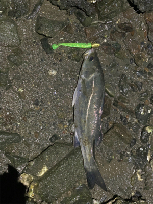 雨の中トップで!