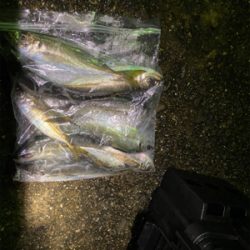 雨　入れ食いだけど底で甘噛みが多い