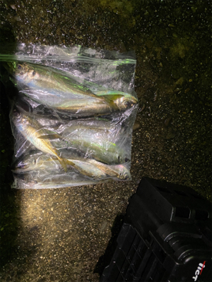 雨　入れ食いだけど底で甘噛みが多い