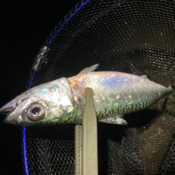 フロートアジングで5目釣り