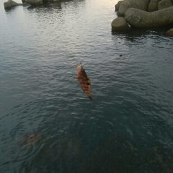 良型障泥烏賊2杯、キジハタ3匹!