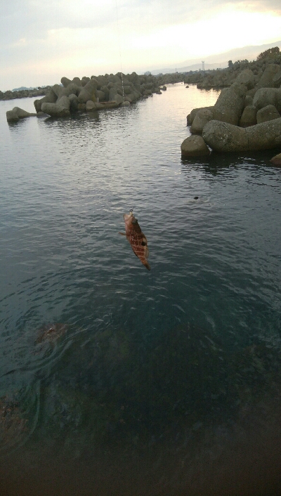 良型障泥烏賊2杯、キジハタ3匹!