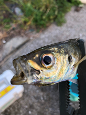 今日も風当たりが強かった⁉︎