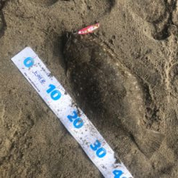 ギリヒラメ爆釣