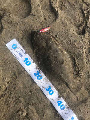 ギリヒラメ爆釣