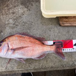 平磯 秋の鯛祭り♪ 2020