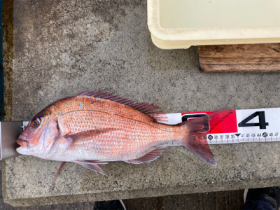 平磯 秋の鯛祭り♪ 2020