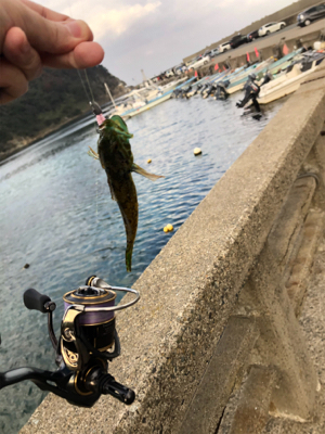 エギング、ショアジギ、アジング!