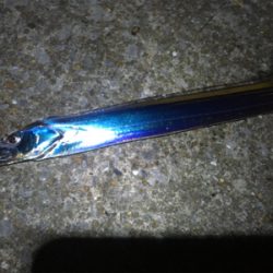 ウキ釣りでタチウオ