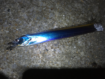 ウキ釣りでタチウオ