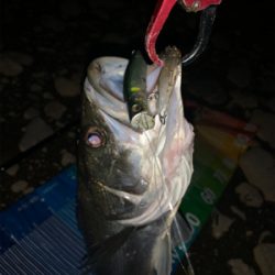 落ち鮎シーバス好調（≧∇≦）