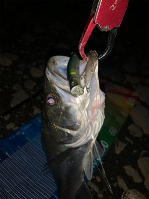 落ち鮎シーバス好調（≧∇≦）